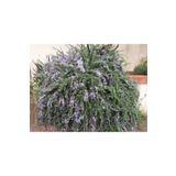 1001fidan Rosmarinus Officinalis Prostratus Yayılıcı Biberiye Fidanı 20-40 Cm
