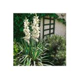 1001fidan Yucca Filamentosa Bright Edge Yuka Fidanı 10-30 cm