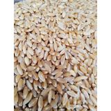 10kg Elenmis Kirmizi Buğday