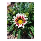 10'lu Beyazlı Pembeli Gazanya Çiçeği Fidanı 15-25 Cm Tüplü Çiçekli Bodur Bitkiler Gazania