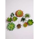 10lu Set Yapay Çiçek Kaktüs Sukulent Modelleri 10 Karışık Model Skulent 4202