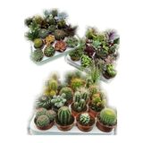12 Adet Kaktüs Ve Sukulent Set Birbirinden Farklı Karışım Ve Canlı Bitkiler