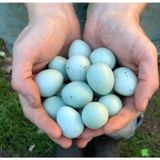 12 ADET KULUÇKALIK CELADON BILDIRCIN MAVİ YUMURTA