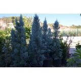 12 Lt Saksıda Cupressus Arizonica - Arizona Mavi Servi Fidanı 110-130 Cm