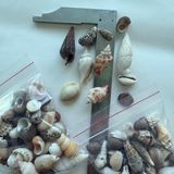 120 Adet, Akvaryum dekor, Teraryum,Saksı, Süsleme için Karışık Dekoratif Doğal Deniz Kabukları