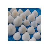 1,5-2,5cm Küçük Deniz Kabuğu 50gr Teraryum Deniz Kabukları Silis Akvaryum Süs Ufak Kabuk Modelleri AKERTERARYUMURUNLERIB022