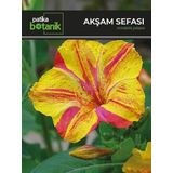 15 Adet Akşam Sefası (Mirabilis Jalapa) Çiçek Tohumu