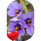 15 Adet Horasan Gerçek Safran Çiçeği Soğanı Crocus Sativus SFR02621