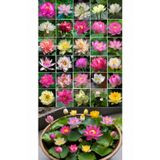 15 Adet Karışık Lotus Tohumu – Japon Su Zambağı Çiçeği Tohumu – Kase Lotus – Su Bahçesi Nilüfer Çiçeği