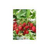15 Adet Rubygem Çilek Fidesi Fidanı Açık Köklü Yediveren MODEL1203372