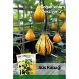 15 Adet Süs Kabağı Tohumu