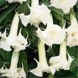 15 Adet Tohum Angel Trumpet Cicegi Tohum Melek Borazani Cicegi Tohumu Hediye Tohumlu