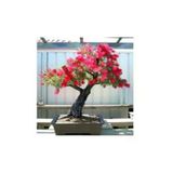 15 Adet Tohum Bonsai Kirmizi Gul Agaci Bonzai Tohumu Surpriz Hediye Bonsai Agaci Tohumu