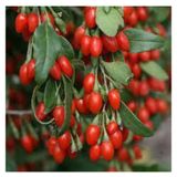 15 Adet Tohum Goji Berry Tohumu Kurt Uzumu Tohumu Goji Berry Saksi Toprak Surpriz Heidyeli