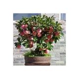 15 Adet Tohum Nadir Bodur Bonsai Nigde Amasya Elma Agac Tohum Organik Bahce Tohum Saksi Toprak