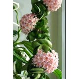 15 Adet Tohum Nadir Bulunan Hoya Kornosa Mum Cicegi Tohumu Saksi Toprak Hediyedir