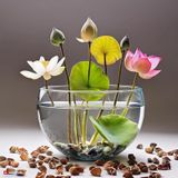 15 Adet Tohum Nadir Bulunan Karışık Kase Lotus Çiçeği Tohumu Nilü