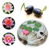15 Adet Tohum Nadir Bulunan Kutsal Kutsal Lotus Çiçeği Tohumu