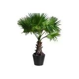 15 Adet Tohum Nadir Bulunan Washingtonia Robusta Palmiye Agaci Tohumu Palmiye Agaci