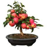 15 Adet Tohum Organik Hobi Bahce Bonsai Elma Agac Tohumu Saksi Toprak