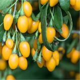15 Adet Tohum Yeni Sezon Organik Sari Goji Berry Tohum Yeni Mahsul Kilo Verdirici Goji Berry Hotum