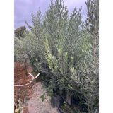15 Lt Saksıda 5 Yaş Gemlik Trilye Zeytin Fidanı Boy 150-180 Cm