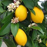 15 Lt Saksıda 5 Yaş Soğuğa Dayanıklı,Meyve Veren Mayer Limon Fidanı Boy 150-180 Cm
