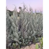 15 Lt Saksıda Aşılı Arizona, Mavi Servi ( Cupressus Arizonica ) Boy 180-200 cm