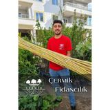 1,5 Metre Fidan Bitki Destek Çubuğu Bambu 30 Adet