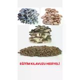 150 Adet İstiridye Kavak Kayın Yaprak Mantarı Tohumu 1 adet