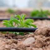 16x16 Ekleme Nipeli (dört Tırnaklı) 100 Adet Damla Sulama Ek Parçası
