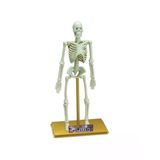 18 Parçalı İnsan İskeleti Bilim Seti