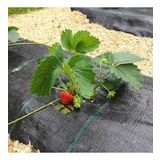 1x5 metre SULZER KUMAŞ SERA TABAN ÖRTÜSÜ JÜT BLUEBERRY PEYZAJ UYGULAMA ÖRTÜSÜ MULCH NAYLONU ÇİLEK MALÇ