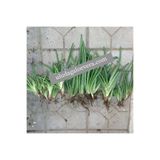 2 adet aloe Vera Fidanı 20- 30 Cm - Sarı Sabır- Şifalı Bitki Fidanı Açık Kök 1027853