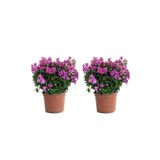 2 Adet Begonvil Fidesi 15-25 Cm 2Li Set, BTSCİCK23