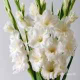 2 Adet Beyaz Glayöl Swan Gladiolus Çiçeği Soğanı 26632100305