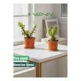 2 Adet Canlı Kaktüs - Para Çiçeği- Havva'nın İğnesi