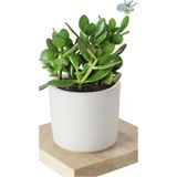 2 Adet Crassula Ovata Şans Para Çiçeği Şık Dekoratif Saksıda