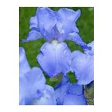 2 Adet Iris Germenica Gök Mavi Renk Çiçek Soğanı