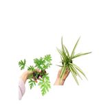 2 Adet Itır Çiçeği+ Kurdele Çiçeği Seti (5-15 Cm) Dış Mekan Bitkileri, SRD04022025BYB472