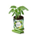 2 Adet Konserve Salatalık Yetiştirme Kiti Kb003