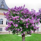 2 Adet Leylak Fidanı Syringa Chinensis 40-80 Cm