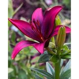 2 Adet Lilyum Çiçeği Soğanı Kokulu King Purple
