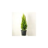 2 Adet Limoni Servi, Limon Çam 35-40 cm