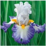2 Adet Mavi Kanat Iris Germenica Çiçek Soğanı - ADAFDN0226
