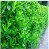 2 Adet Saksıda Kartopu Viburnum Lucidum Fidanı 80-110 Cm Doğal Çit Duvar