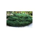 2 Adet Saksıda Yayılıcı Ardıç Fidanı Boy 40-50 cm