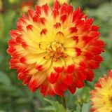 2 Adet Sarı-kırmızı Uçlu Dahlia Çiçeği Soğanı