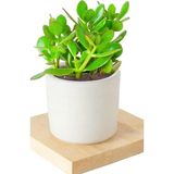 2 Adet Seramik Saksıda Crassula Ovata Para Çiçeği