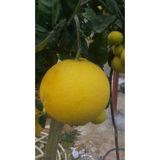 2 Adet Tohum Nadir Bulunan Agac Kavunu Tohumu Agac Kavun Tohum Saksi Toprak Hediyemiz